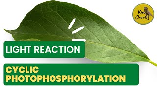 Cyclic Photophosphorylation in Light Reaction  Photosynthesis in Higher Plants Class 11 [upl. by Tildie975]