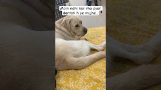 Main nahi kar rha pyar dantati hai ye mujhe labrador pawsome dog doglover pawlove pets [upl. by Noirret938]