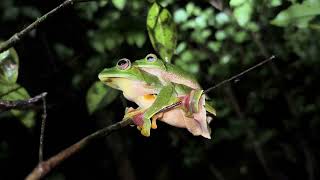 Night Romance Malabar gliding frog species were spotted in the forest in Goa [upl. by Eillac]