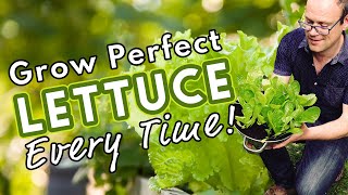 How To Grow Perfect Lettuce Every Time 🥬 [upl. by Oringa]