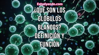 ¿Qué son los glóbulos blancos Definición y función [upl. by Antonina]