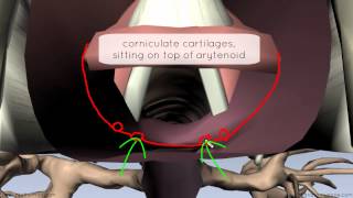 Mucosa of the Larynx and Vocal Cords  3D Anatomy Tutorial [upl. by Ened]