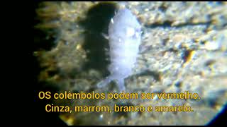 Colêmbolo Collembola no microscópio [upl. by Lrac]