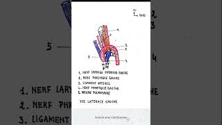 Vue latérale gauche de laorte et de l artère pulmonaire [upl. by Aerdnac]