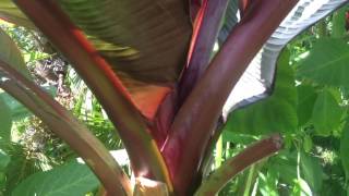 GARDENING GUIDE How to grow Bananas  The RED Abyssinian Banana  Ensete maurelii Banana Care Tips [upl. by Anail]