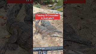 Feeding 15 Crocodiles In Australia 😱🐊shorts crocodile [upl. by Thalia]