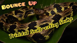 Bounce Up Trinidad Snaileating Snake Dipsas trinitatis [upl. by Paley]