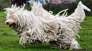 Best of Komondor  An Athletic dog [upl. by Gradeigh]