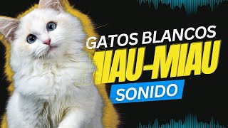 💚 El mejor Sonido de Gatos BLANCOS Maullando  super tiernos [upl. by Leake]