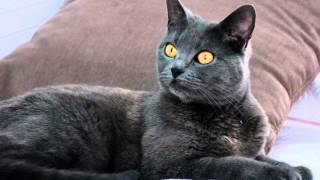 Photos of my cat breed Chartreux cat [upl. by Solracesoj]