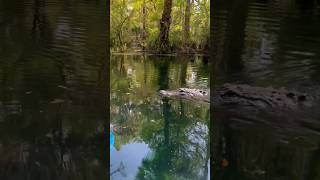 Kayaking in Florida be like… 😅🐊 florida alligator wildlife [upl. by Schapira256]