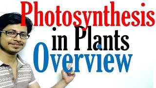 Photosynthesis in plants [upl. by Nahshon]