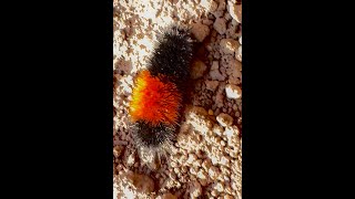 WOOLLY BEAR CATERPILLAR Predicts Winter Fact or Folklore 🐛🥹woollybearcaterpillar caterpillar [upl. by Laenaj948]