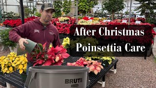 After Christmas Poinsettia Care [upl. by Cj893]