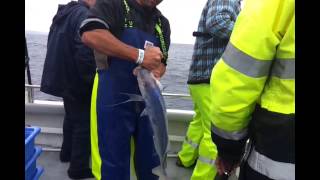 Reef Encounters Fishing Charters Blue Morwong Marion Bay [upl. by Ariana878]