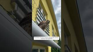 This family nurtured a kestrel outside their window and then this happened animalshorts [upl. by Ayila473]