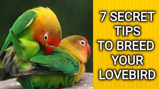 Lovebird breeding  Breeding cage breeding box and love bird breeding tips [upl. by Paresh]