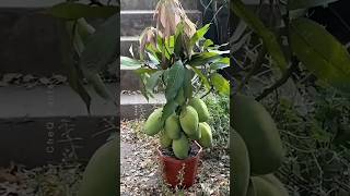 How to Graft a Mango Tree 🥭 New Technique of Growing Mango plants farming shorts [upl. by Lennahs]