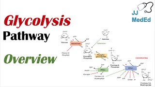 Glycolysis Pathway  Enzymes Regulation and Products [upl. by Boland]