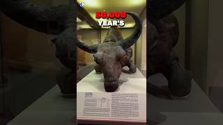 50000 Years Old Bison 🤯 facts [upl. by Dwan713]