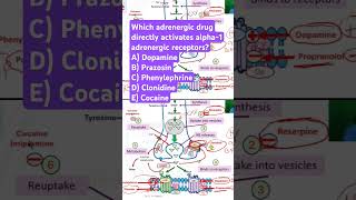 Which adrenergic drug activates alpha1 adrenergic receptors [upl. by Maryly]