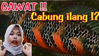 Fakta amp Hoax Udang Kering  Progress Bunga Channa Maru [upl. by Grimaud719]