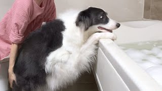 When the Smart Border Collie Realizes It’s Bath Time [upl. by Elon]