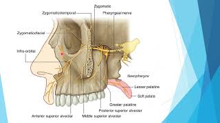 6 pterygopalatine fossae [upl. by Ansev]