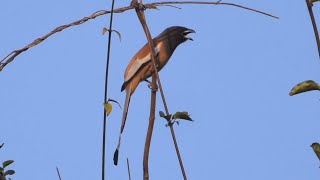 Rufous Treepie different calls [upl. by Dubois]