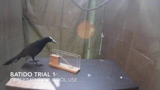 How innovative are greattailed grackles [upl. by Enibas]