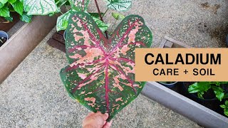 MY CALADIUM PLANTS  Caladium hunting Mix your own caladium soil and care tips [upl. by Ly]