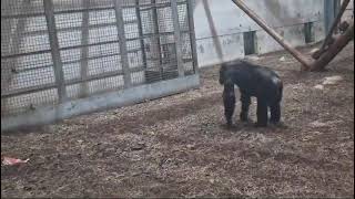 Chimpanzees at Wingham Wildlife Park [upl. by Zilvia]