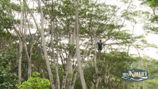 Kauai Zipline Activity Spotlight with Koloa Zipline [upl. by Yenruogis]