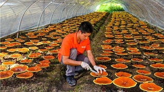 Reishi Mushroom Growing Process  How Red Reishi Mushrooms Are Grown  Amazing Reishi Mushroom Farm [upl. by Lunnete372]