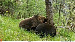 🐻Osos pardos Ursus arctos en el Parque Nacional de los Picos de Europa [upl. by Bak]