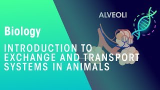 Exchange and transport systems in animals  Physiology  Biology  FuseSchool [upl. by Kerwon]