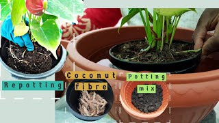 How Should I Repot My AnthuriumLaceleaf Plant [upl. by Hniht653]