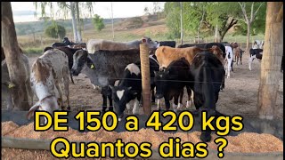 QUANTOS DIAS OS ANIMAIS FICAM NO CONFINAMENTO DE PURO GRÃO [upl. by Lynnelle635]