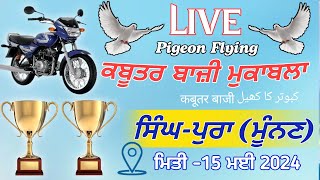 🔴Live🔴 Kabootar bazi Singhpura MunanMoga  Live Kabootar bazi today  Live kabootar bazi 2024 [upl. by Strander]