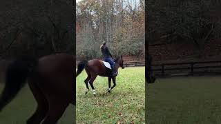 Love this fancy overachieving horse maremom opinion horse fancyfootwork moves [upl. by Arakihc]