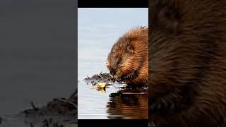 Looks Like quotMuskrat Lovequot And Activity In the Wetlands muskrat rodents [upl. by Klemm]