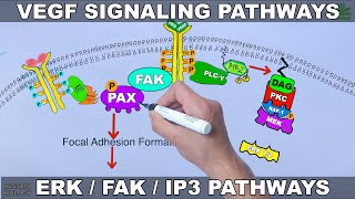 VEGF Signalling Pathways [upl. by Roger]