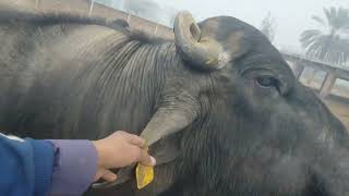 Buffalo 🐃🦬 raiwindi nasal buffalo Dairy farm [upl. by Guilbert]