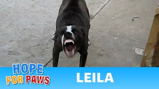 Leila  My FIRST rescue video EVER  hope [upl. by Tertia]