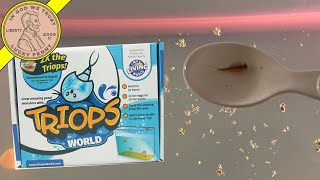 Triops Kit Video 5  New 55 Gallon Tank  Feeding amp More [upl. by Clare]