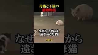 ㊗️260万回再生！母猫と子猫の感動物語 [upl. by Anuqahs]