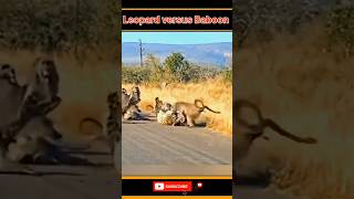 A leopard trapped in a group of wild baboon monkeys  monkey leopard shorts dinosaur [upl. by Fast]