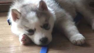 Siberian Husky Puppies 5 weeks old In New Home [upl. by Heins696]