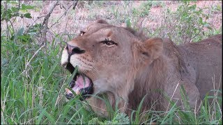 Lion Eats GRASS [upl. by Nwahsyt]