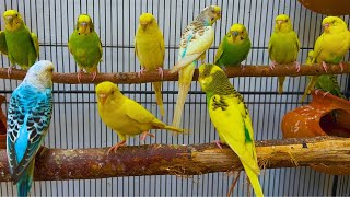 Parrots singing beautiful birds voice beautiful budgies birds sounds [upl. by Aulea450]